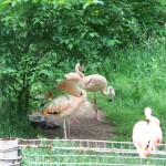 Flamingo Photos
