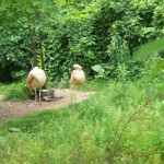Flamingo Photos