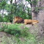 Lion Photo