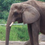 Elephant Photo