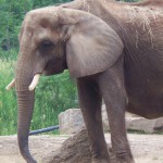 Elephant Photo