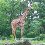 Giraffe Photo
