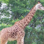 Giraffe Photo