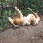 Monkey Photo