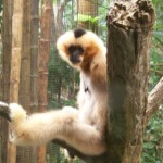 Monkey Photo
