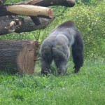 Gorilla Photo