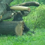 Gorilla Photo