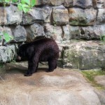 Bear Photo