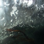 Underwater Photo