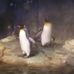 Penguin Photo