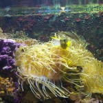 Fish Photo