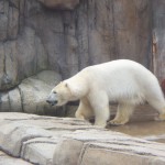 Polar Bear Photo