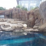 Polar Bear Photo