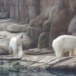 Polar Bear Photo