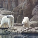 Polar Bear Photo