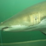 Shark Photo