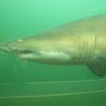 Shark photo