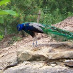 Peacock Photo
