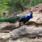 Peacock Photo