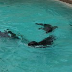 Seal Photo