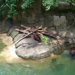 Beaver Photo
