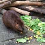 Beaver Photo