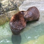 Beaver Photo