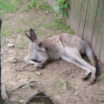 Kangaroo Photo