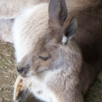 Kangaroo Photo