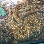 Snake Photo