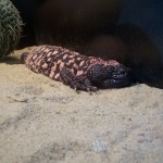 Lizard Photo