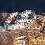 Snake Photo