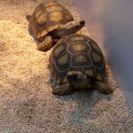 Turtle Photo