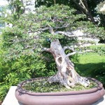 Phipps Conservatory Picture