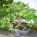 Phipps Conservatory Picture