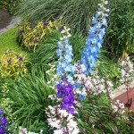 Phipps Conservatory Picture