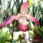 Phipps Conservatory Picture