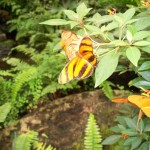 Phipps Conservatory Picture
