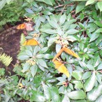 Phipps Conservatory Picture