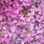 Phipps Conservatory Picture