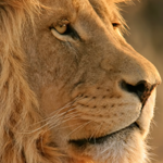 Mac OSX Lion