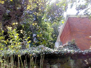 Camera Zoom FX Camera App Outdoors