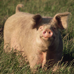 Healthy Pork Chop
