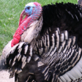 Awesome Holiday Sides