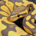 Python 2.7 Tutorial Pt 18 Chat Server