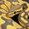 Python How To : Functions and Exceptions